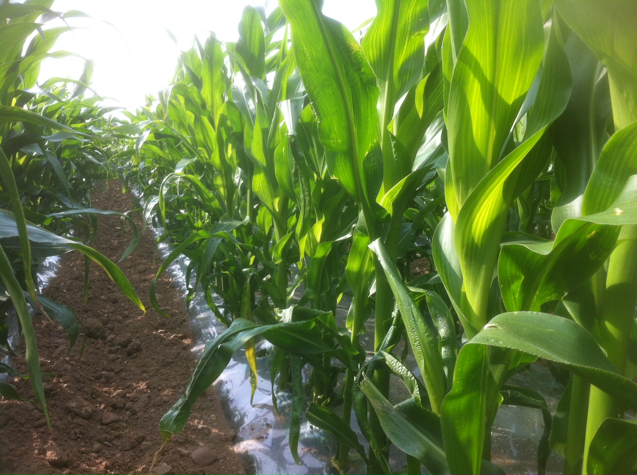 Maize
