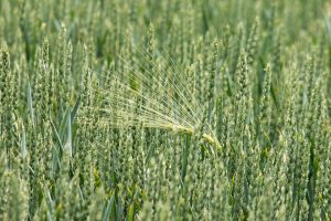 Winter Wheat - Jordan Agri
