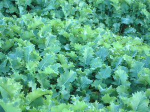 Kale growing