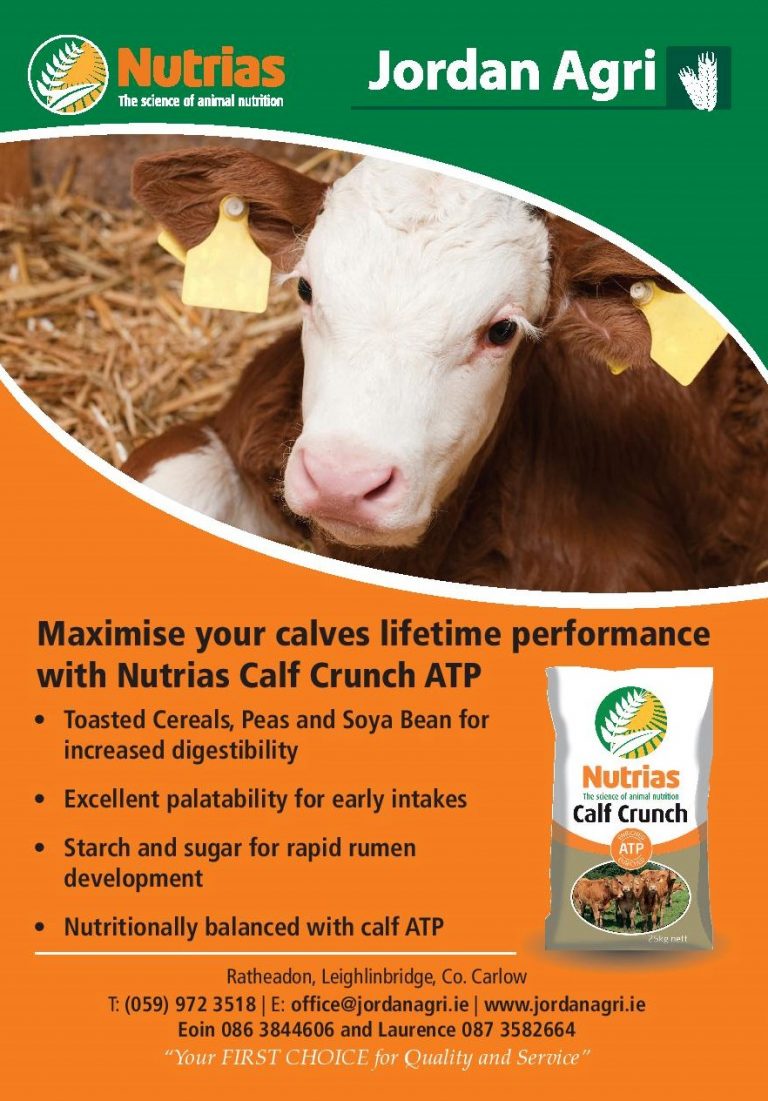 Calf Crunch infographic
