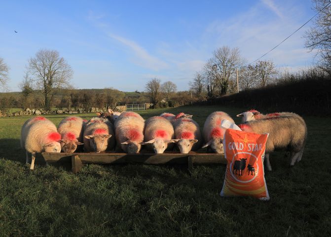 Customer feeding Goldstar Intensive Lamb