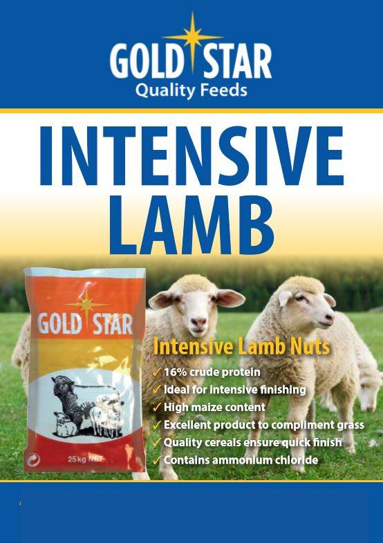 Infographic on Goldstar intensive lamb
